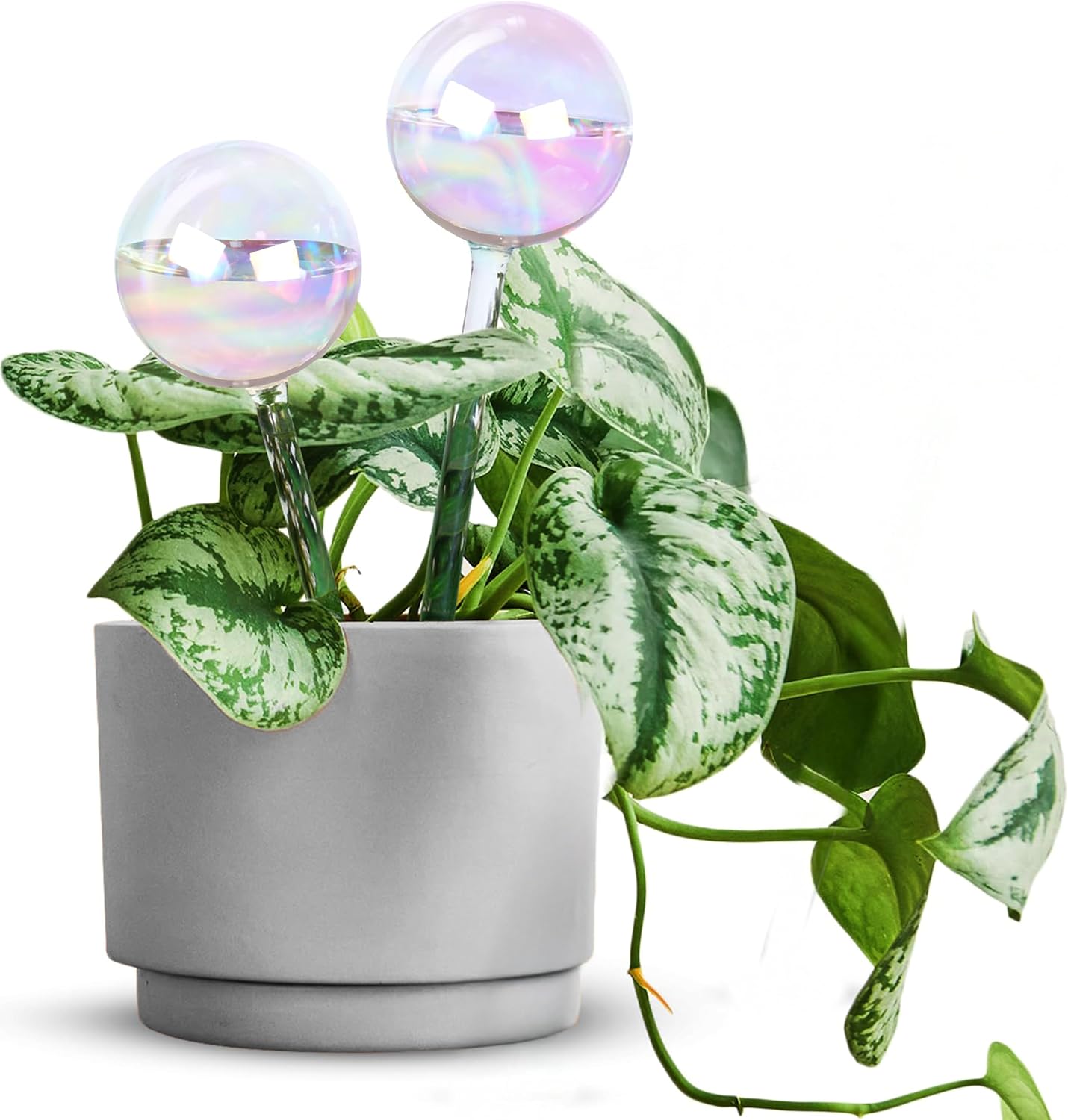 EcoNour 2-Piece Iridescent Self-Watering Glass Globes – Automatic Plant Waterer for Indoor & Outdoor Plants